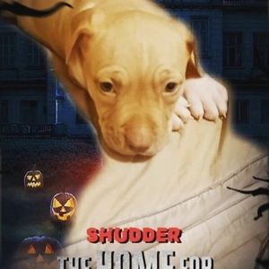 Meet your Posher, Donald